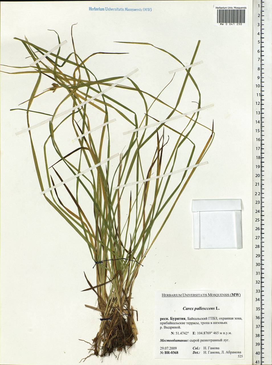 Carex pallescens L., Siberia, Baikal & Transbaikal region (S4) (Russia)