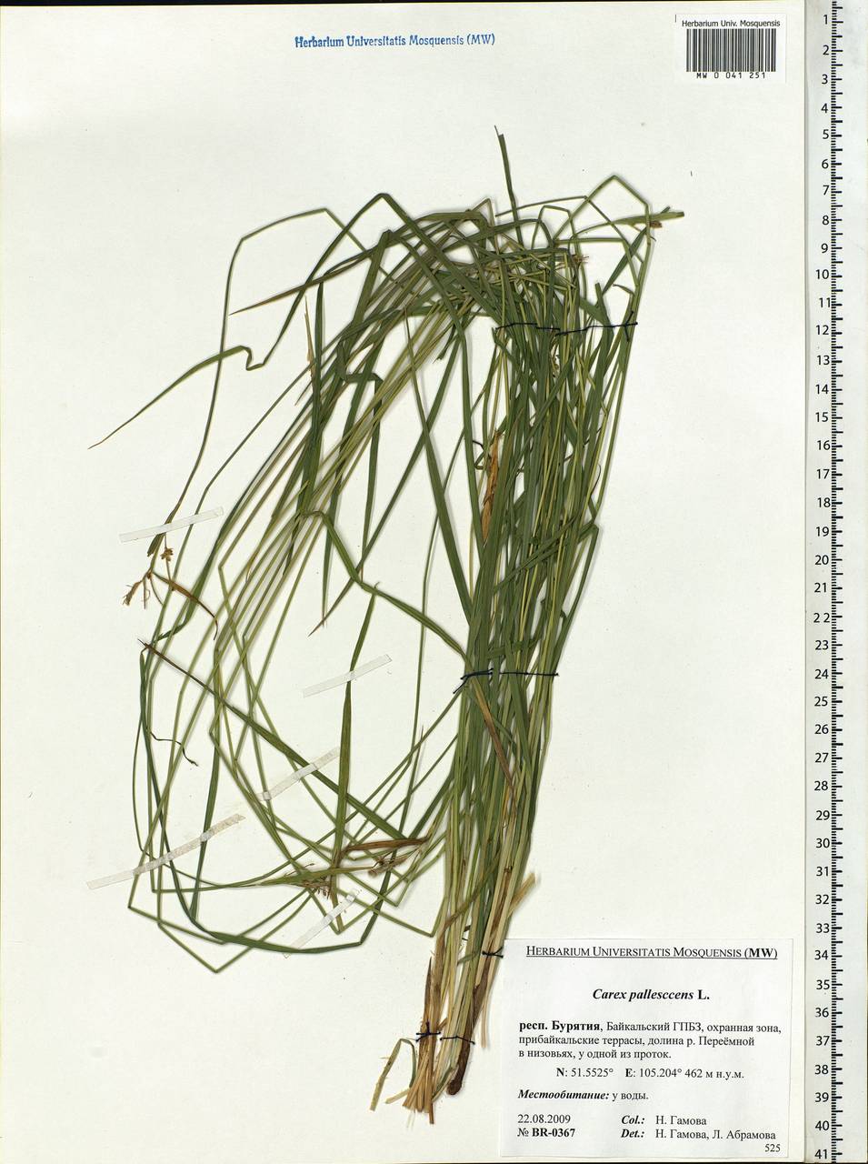 Carex pallescens L., Siberia, Baikal & Transbaikal region (S4) (Russia)