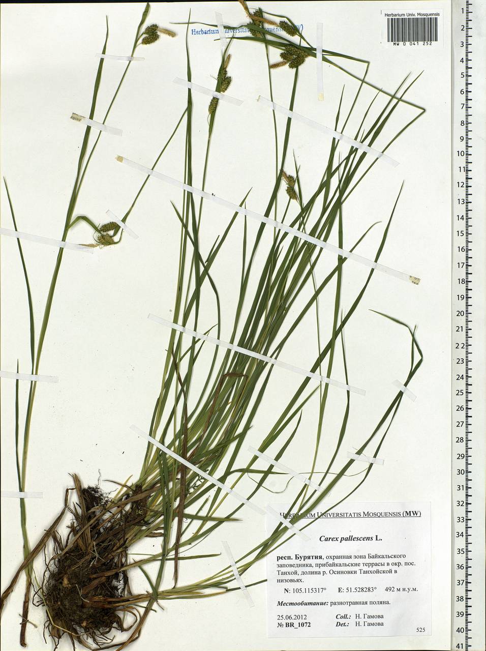 Carex pallescens L., Siberia, Baikal & Transbaikal region (S4) (Russia)