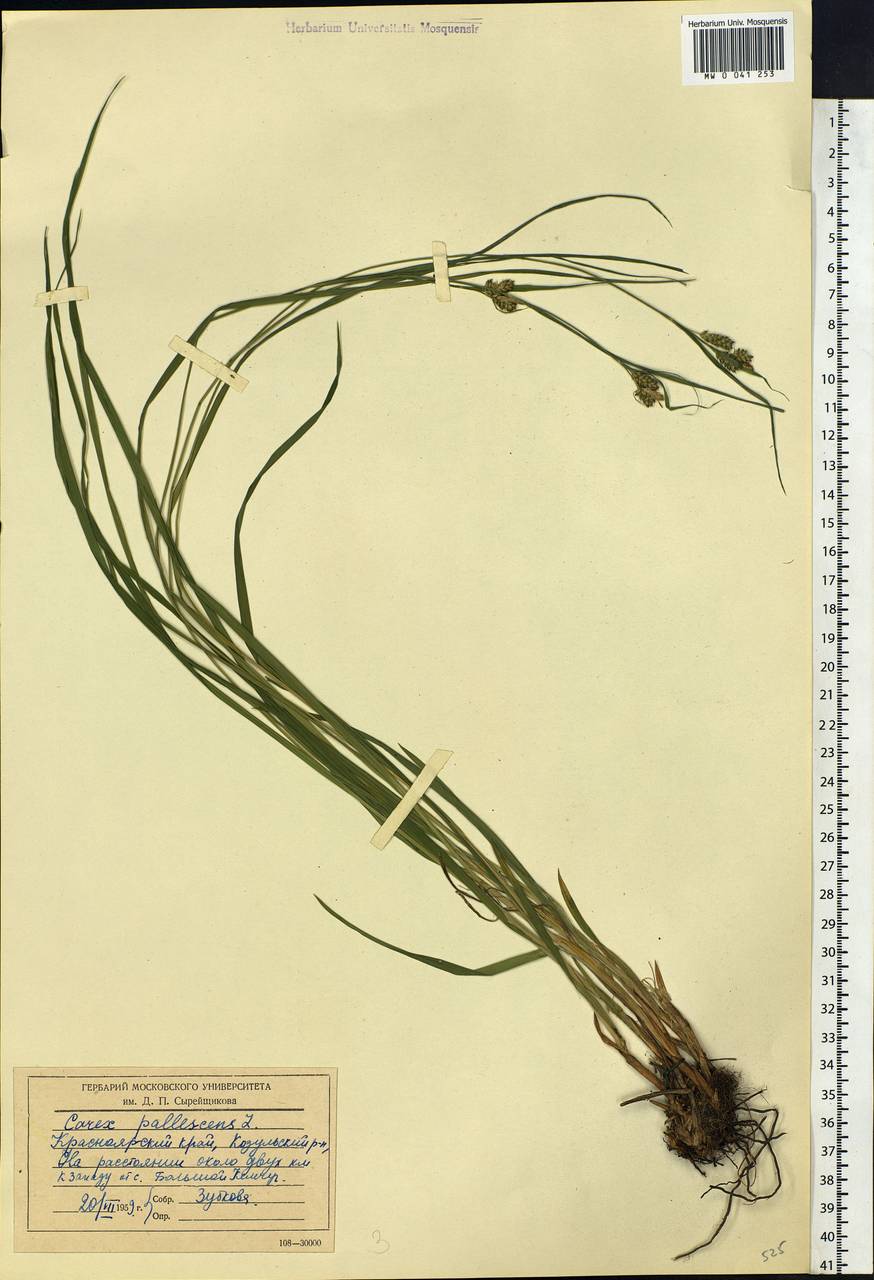 Carex pallescens L., Siberia, Central Siberia (S3) (Russia)