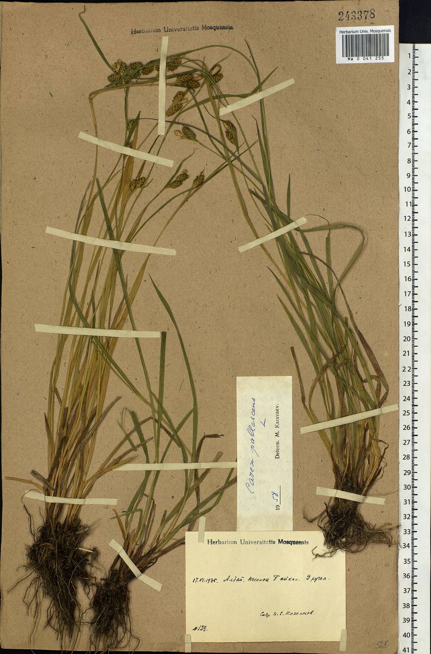 Carex pallescens L., Siberia, Altai & Sayany Mountains (S2) (Russia)