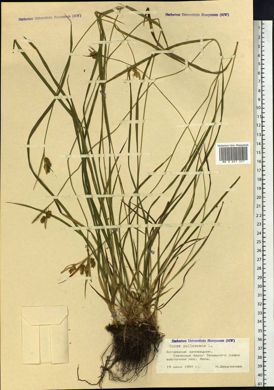 Carex pallescens L., Siberia, Altai & Sayany Mountains (S2) (Russia)