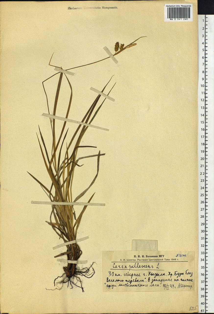 Carex pallescens L., Siberia, Altai & Sayany Mountains (S2) (Russia)