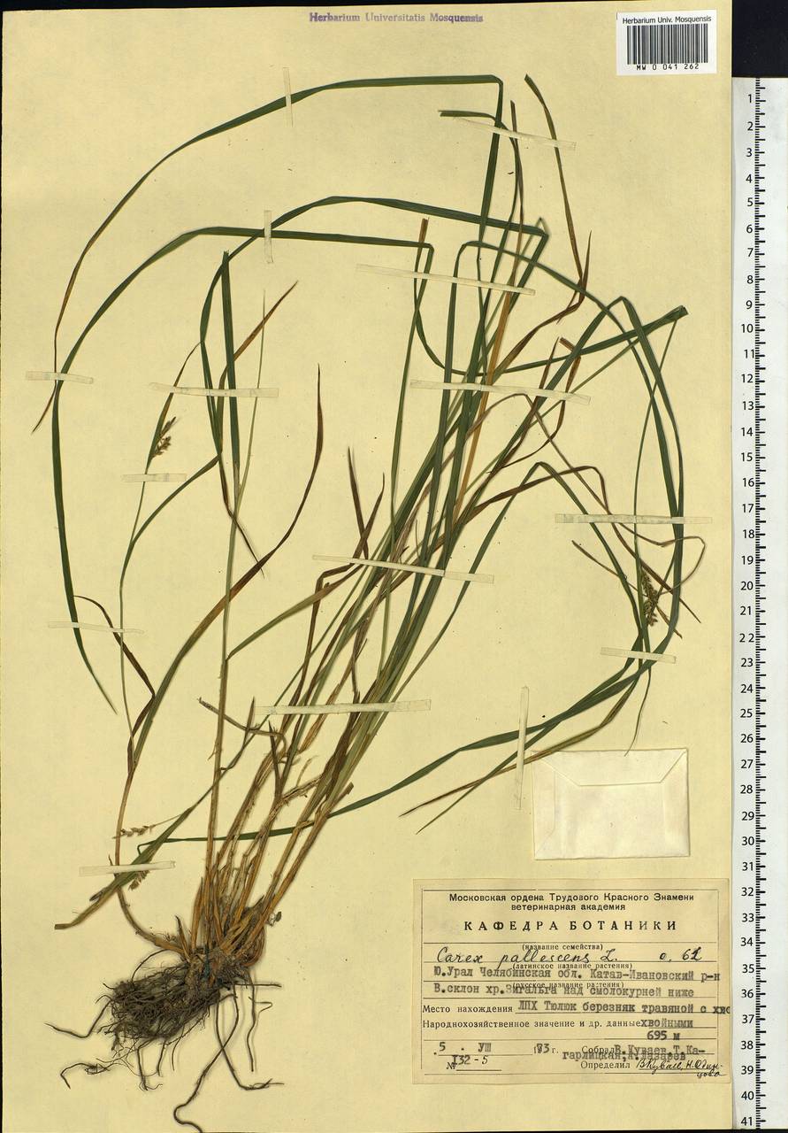 Carex pallescens L., Eastern Europe, Eastern region (E10) (Russia)