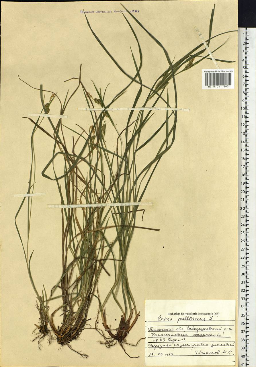 Carex pallescens L., Siberia, Western Siberia (S1) (Russia)