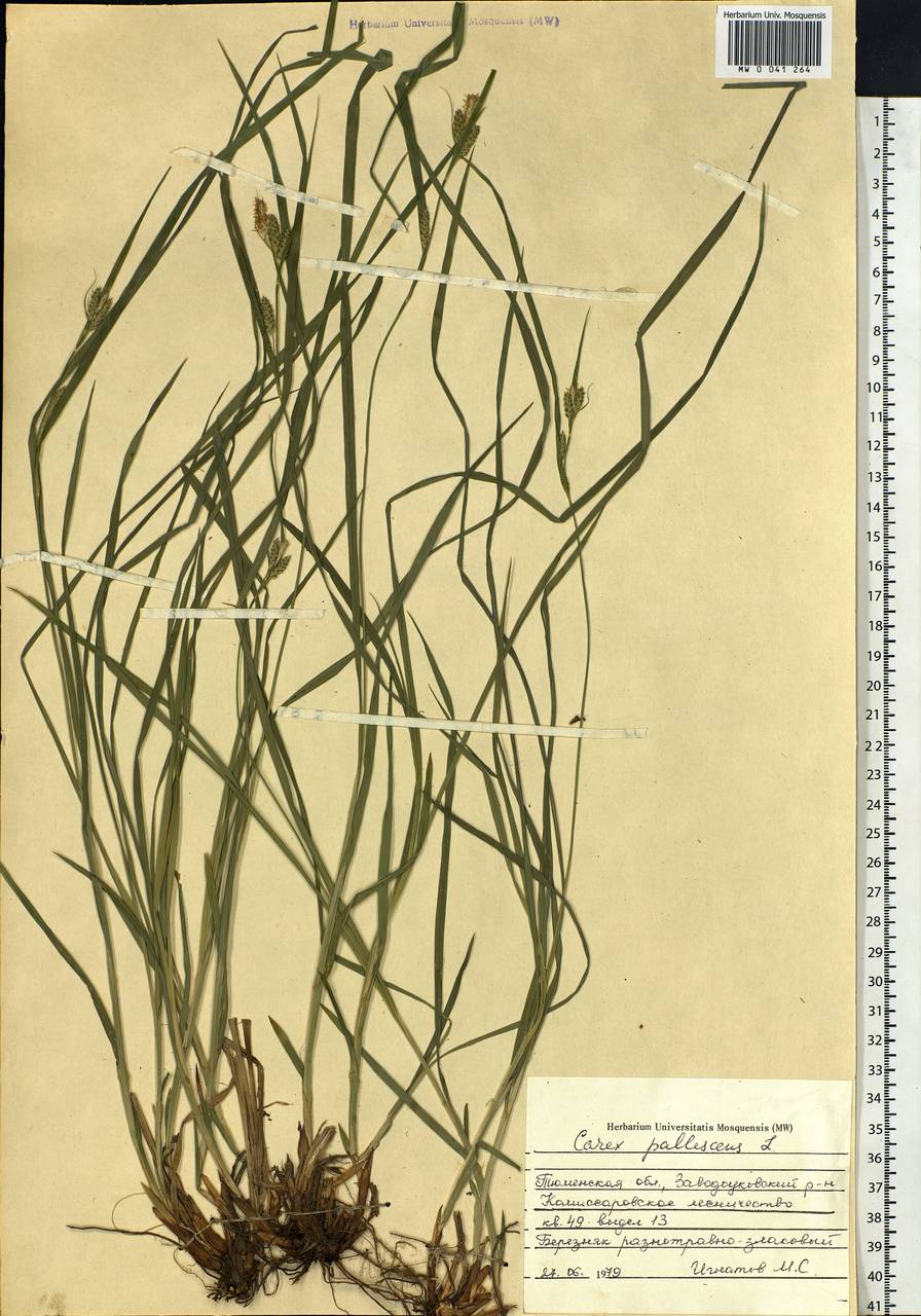 Carex pallescens L., Siberia, Western Siberia (S1) (Russia)