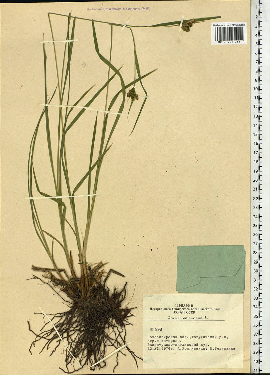 Carex pallescens L., Siberia, Western Siberia (S1) (Russia)