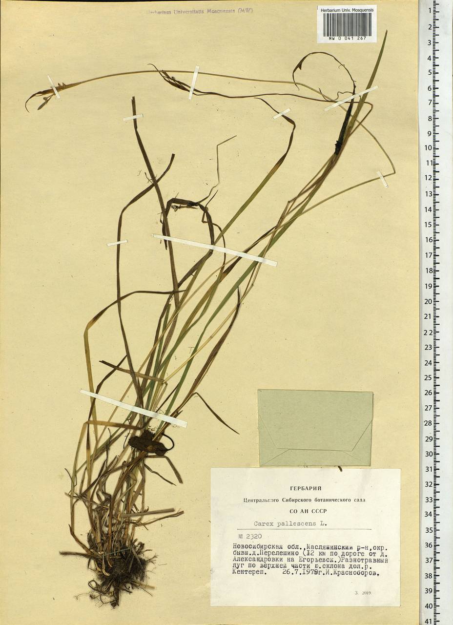 Carex pallescens L., Siberia, Western Siberia (S1) (Russia)