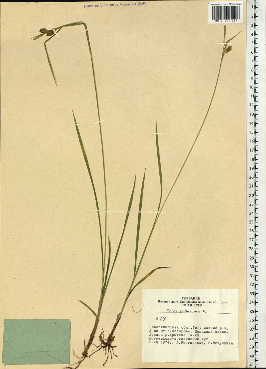 Carex pallescens L., Siberia, Western Siberia (S1) (Russia)