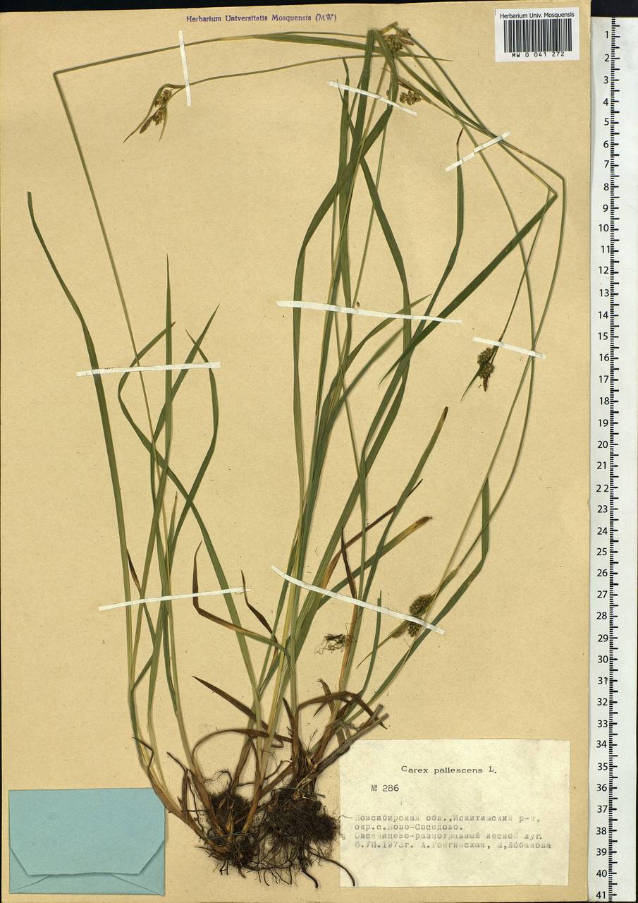 Carex pallescens L., Siberia, Western Siberia (S1) (Russia)