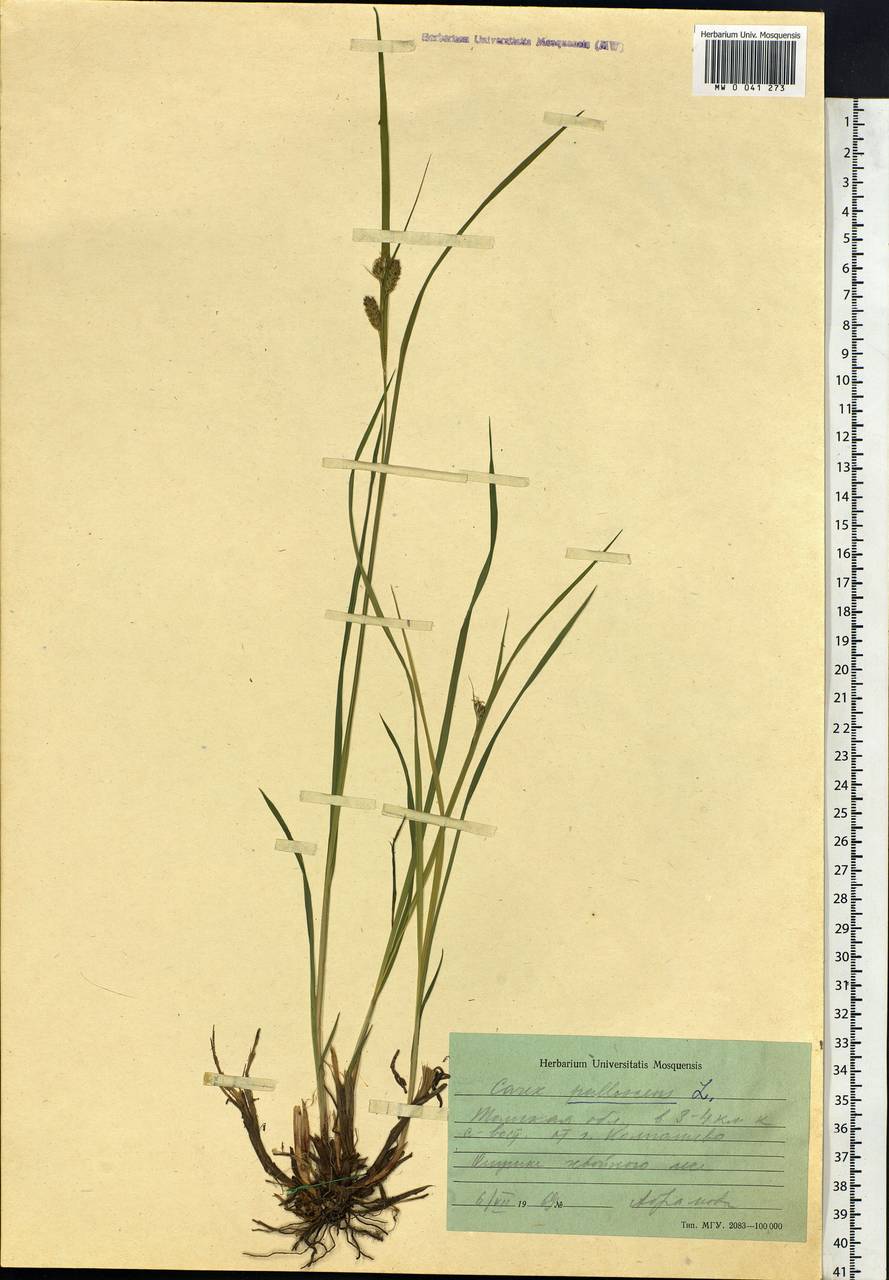 Carex pallescens L., Siberia, Western Siberia (S1) (Russia)