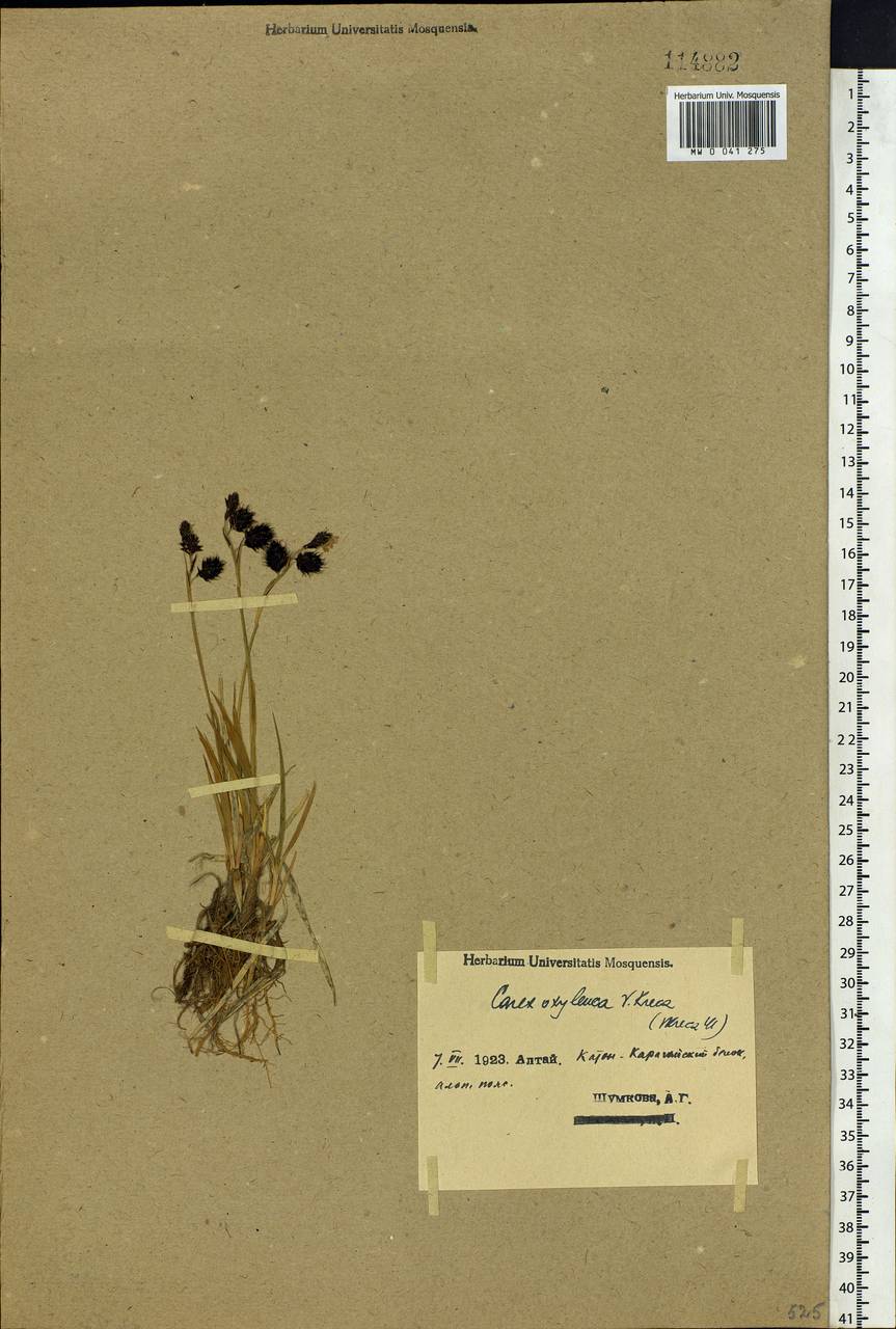 Carex atrofusca subsp. minor (Boott) T.Koyama, Siberia, Western (Kazakhstan) Altai Mountains (S2a) (Kazakhstan)