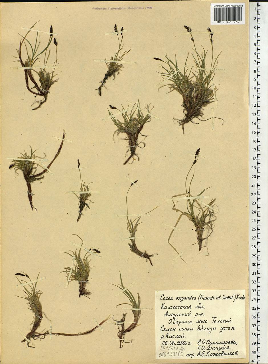 Carex oxyandra (Franch. & Sav.) Kudô, Siberia, Chukotka & Kamchatka (S7) (Russia)