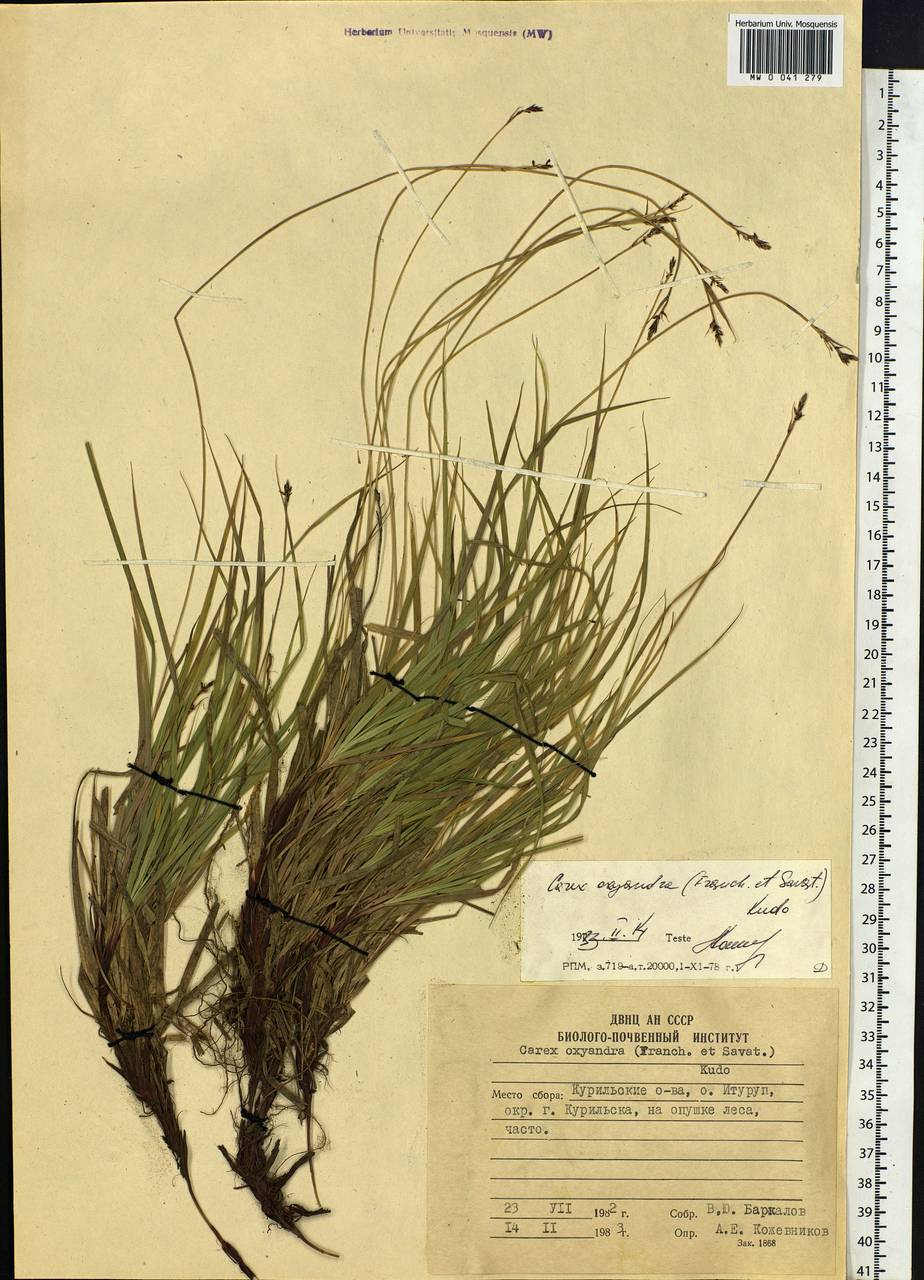 Carex oxyandra (Franch. & Sav.) Kudô, Siberia, Russian Far East (S6) (Russia)
