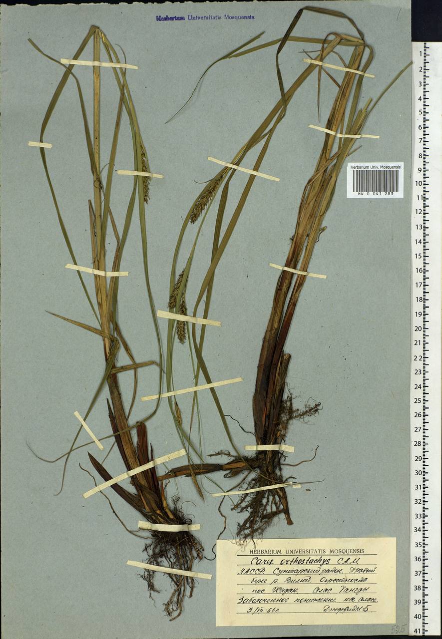 Carex atherodes Spreng., Siberia, Yakutia (S5) (Russia)