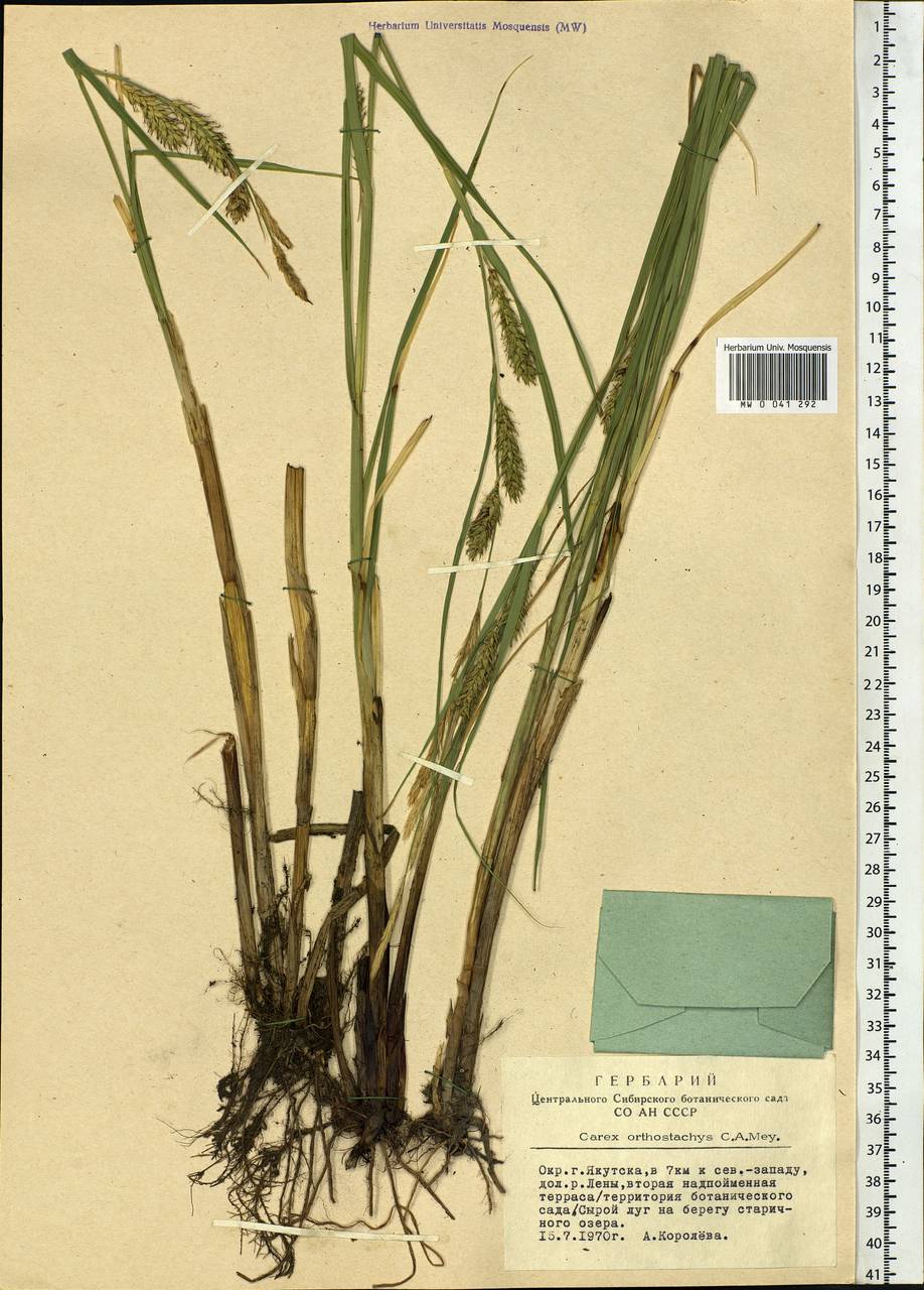 Carex atherodes Spreng., Siberia, Yakutia (S5) (Russia)