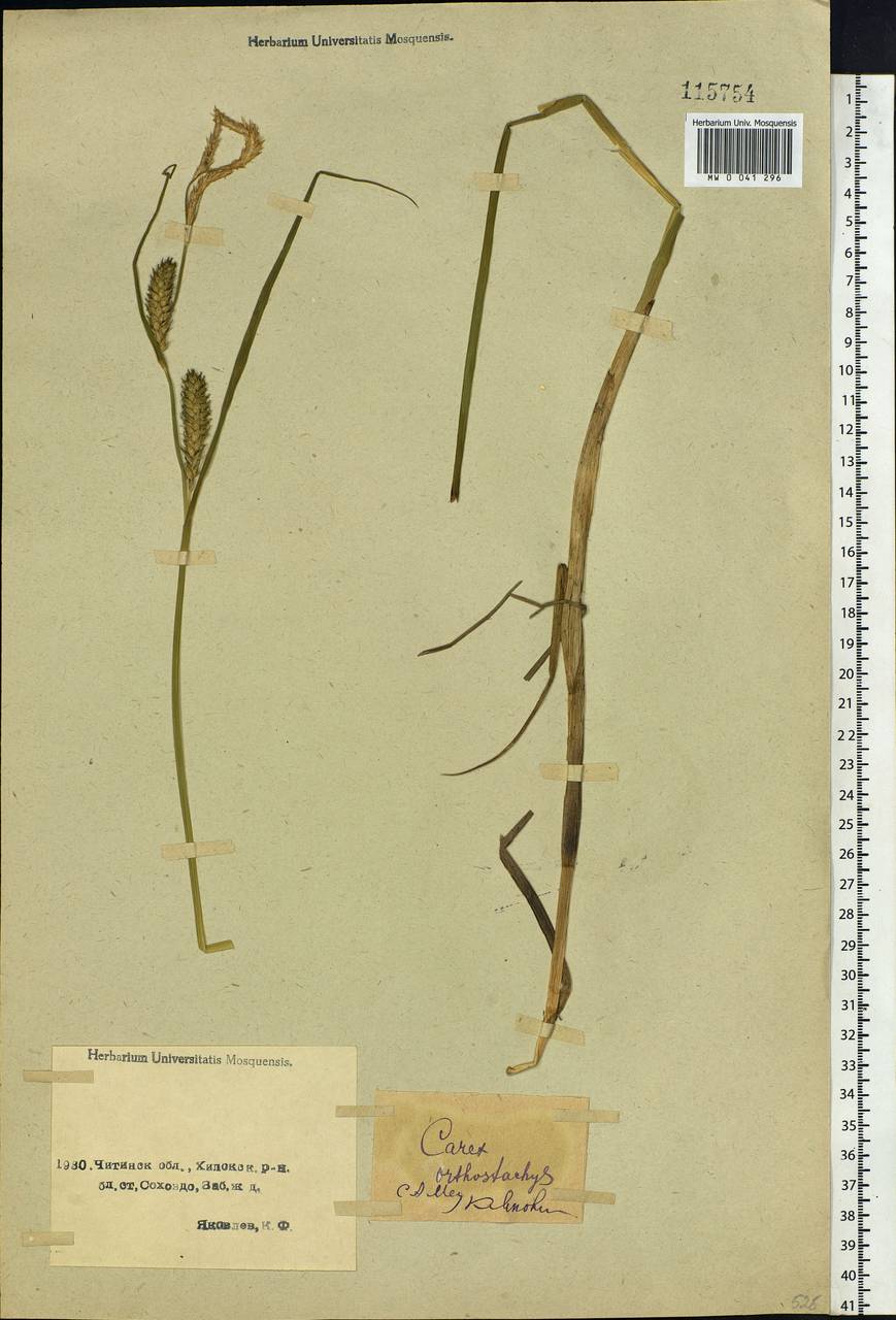 Carex atherodes Spreng., Siberia, Baikal & Transbaikal region (S4) (Russia)