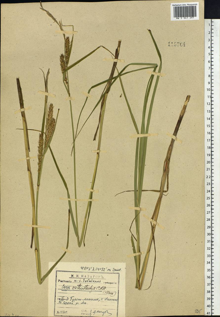 Carex atherodes Spreng., Siberia, Baikal & Transbaikal region (S4) (Russia)