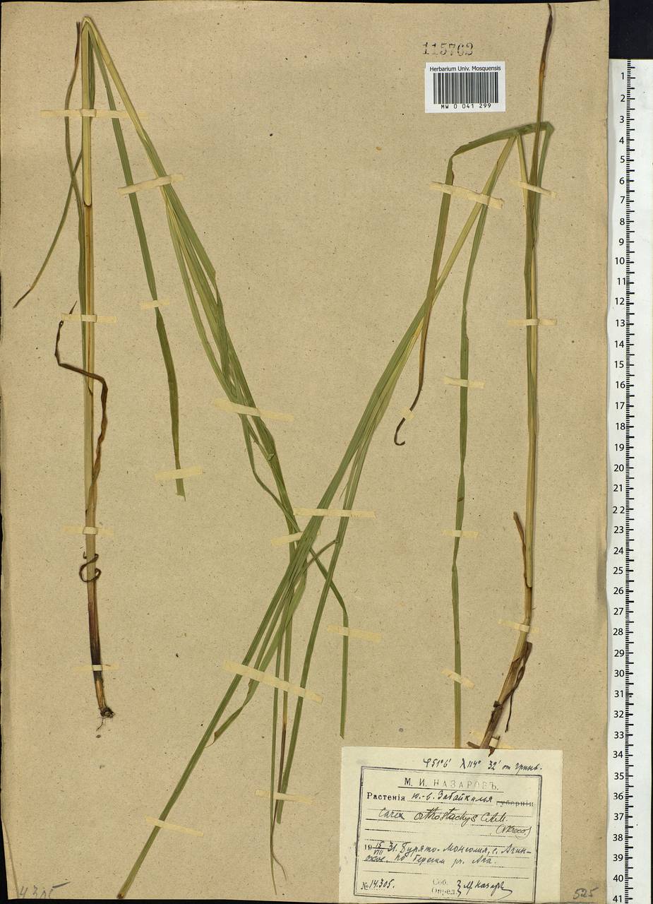 Carex atherodes Spreng., Siberia, Baikal & Transbaikal region (S4) (Russia)