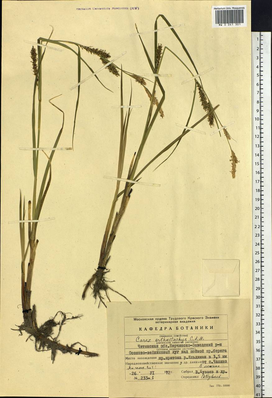 Carex atherodes Spreng., Siberia, Baikal & Transbaikal region (S4) (Russia)