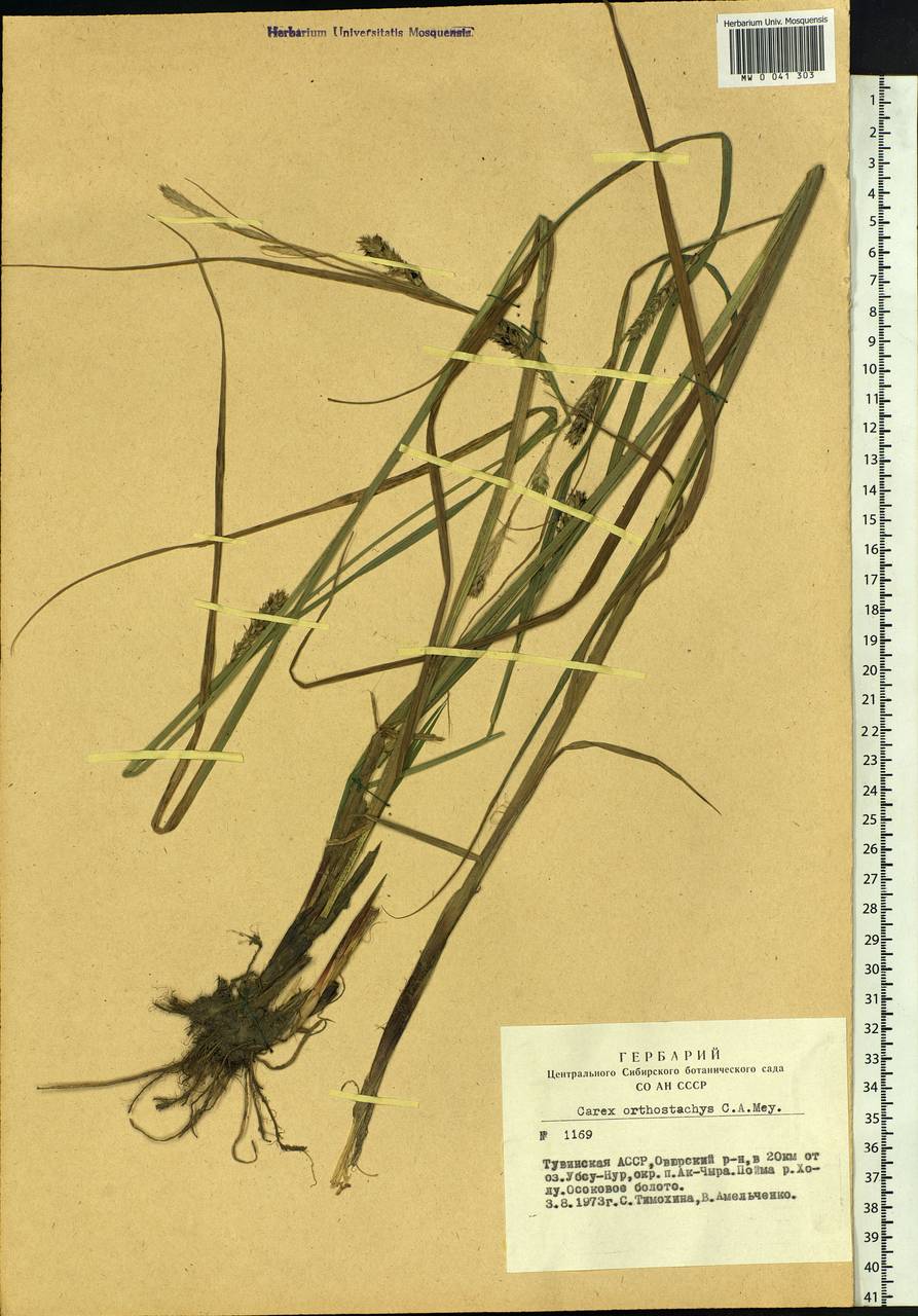 Carex atherodes Spreng., Siberia, Altai & Sayany Mountains (S2) (Russia)