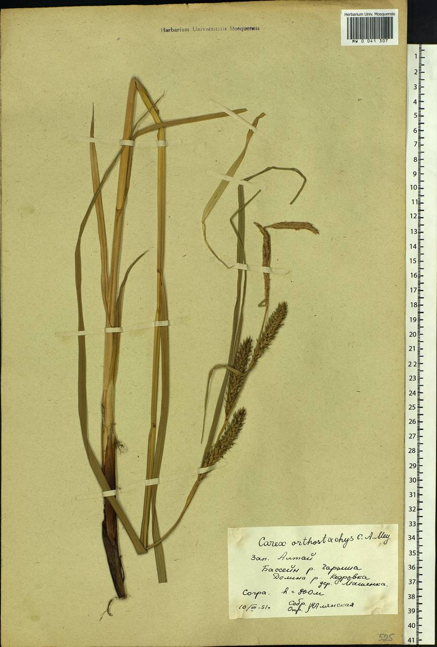 Carex atherodes Spreng., Siberia, Altai & Sayany Mountains (S2) (Russia)