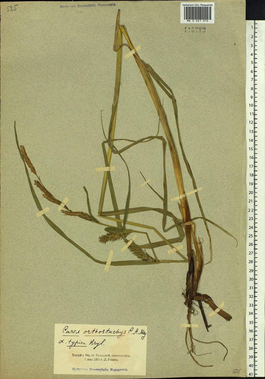 Carex atherodes Spreng., Siberia, Altai & Sayany Mountains (S2) (Russia)