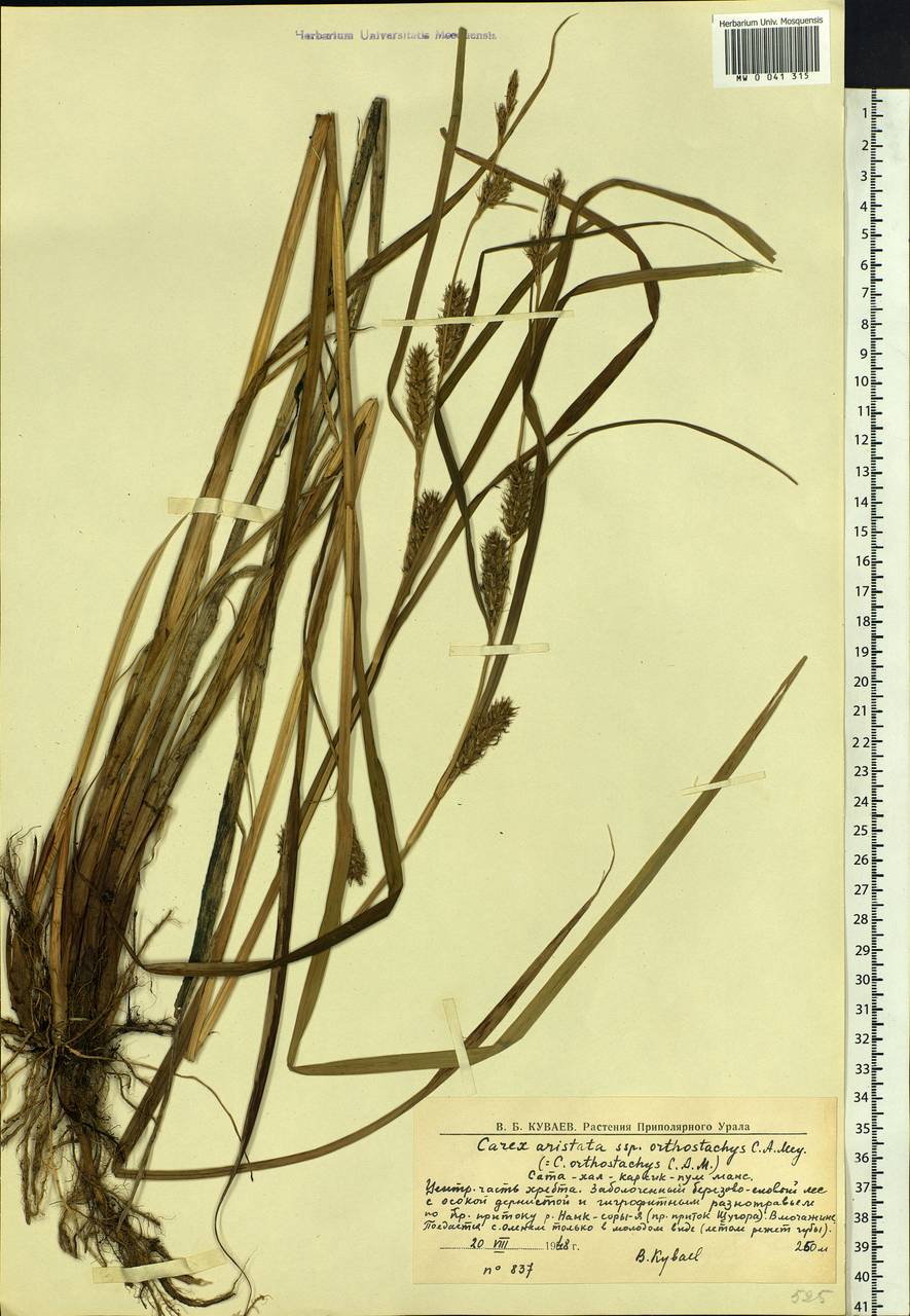 Carex atherodes Spreng., Eastern Europe, Northern region (E1) (Russia)