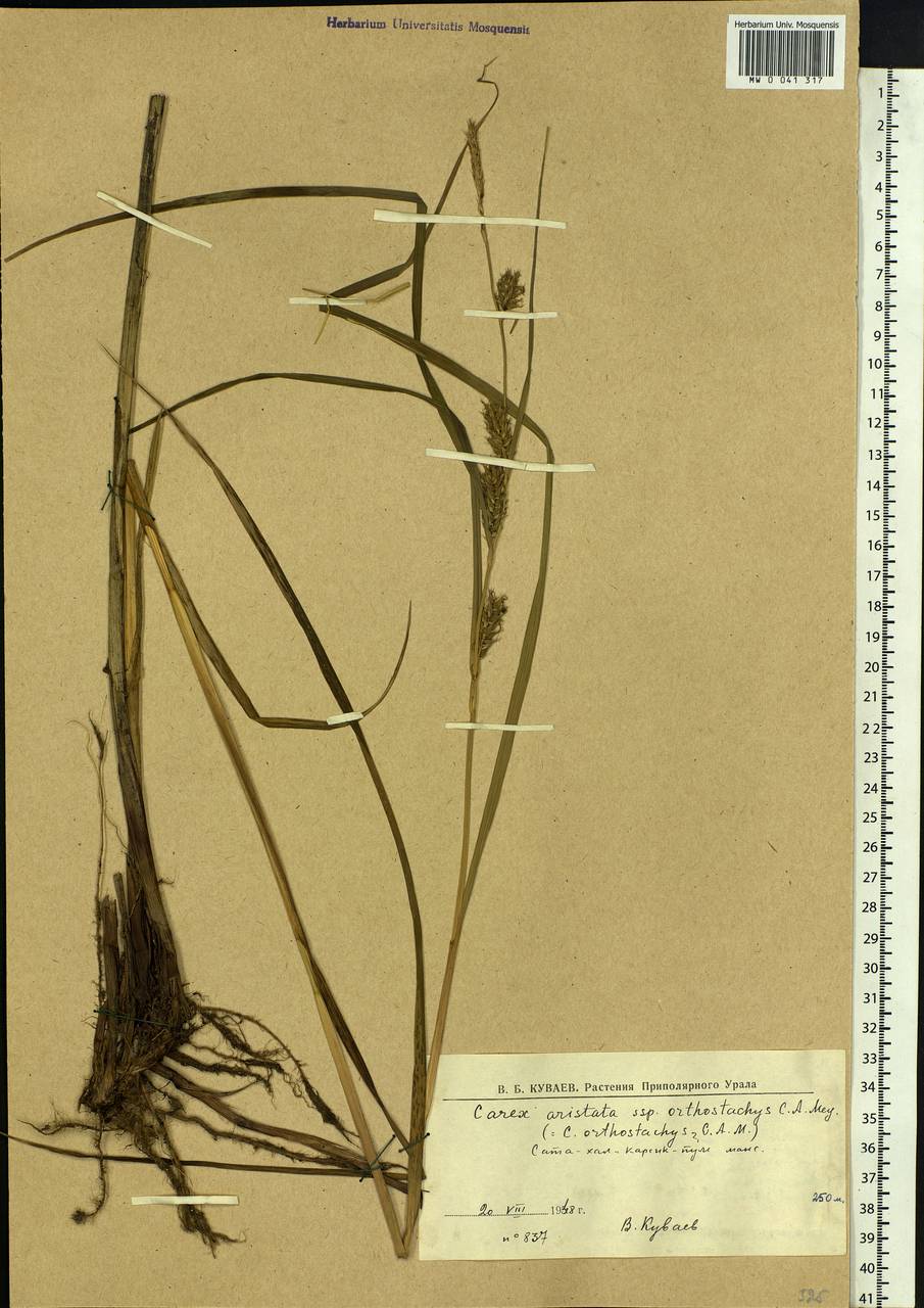 Carex atherodes Spreng., Eastern Europe, Northern region (E1) (Russia)