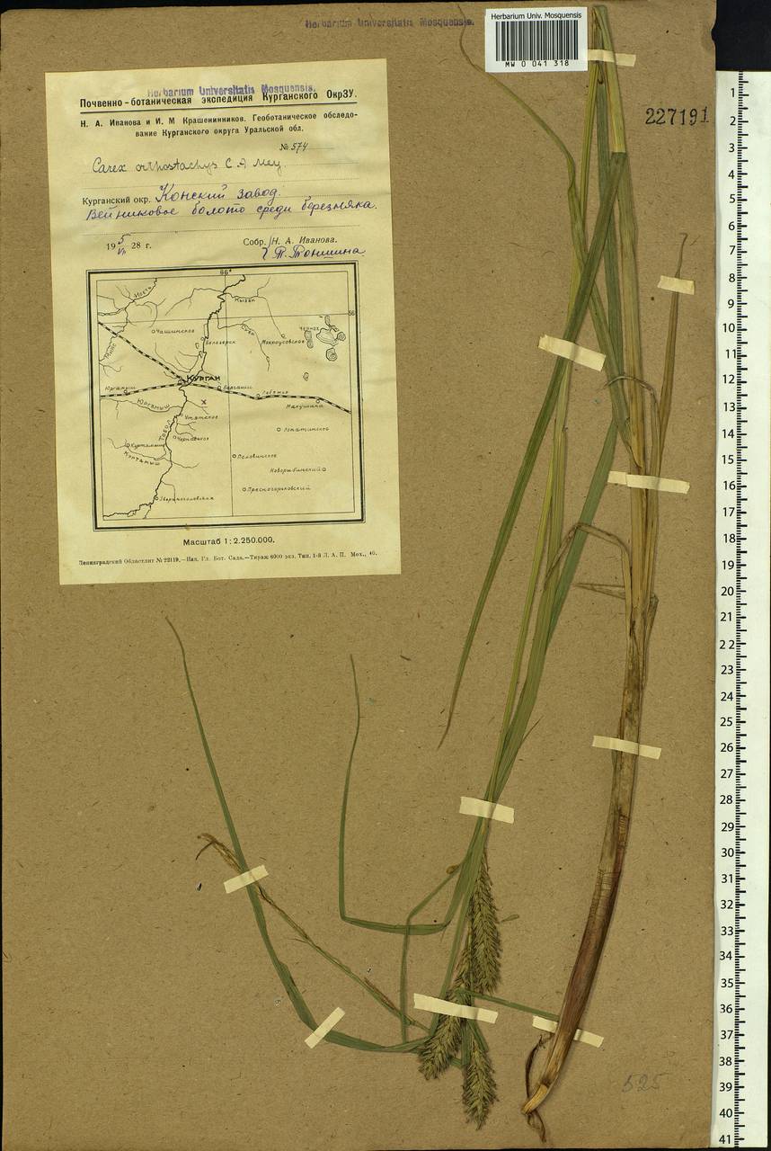Carex atherodes Spreng., Siberia, Western Siberia (S1) (Russia)