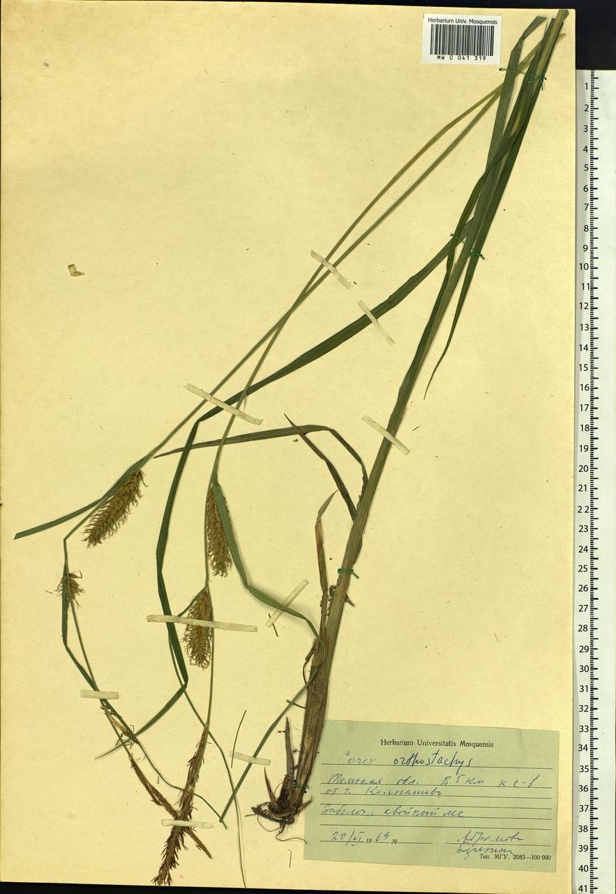 Carex atherodes Spreng., Siberia, Western Siberia (S1) (Russia)