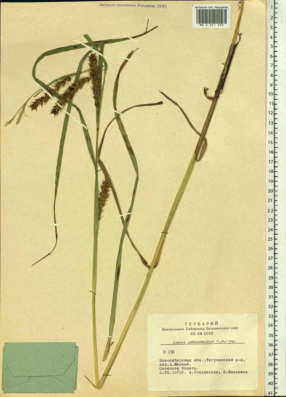 Carex atherodes Spreng., Siberia, Western Siberia (S1) (Russia)