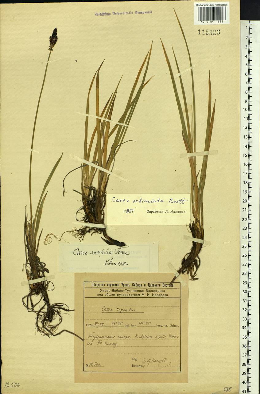 Carex orbicularis Boott, Siberia, Baikal & Transbaikal region (S4) (Russia)