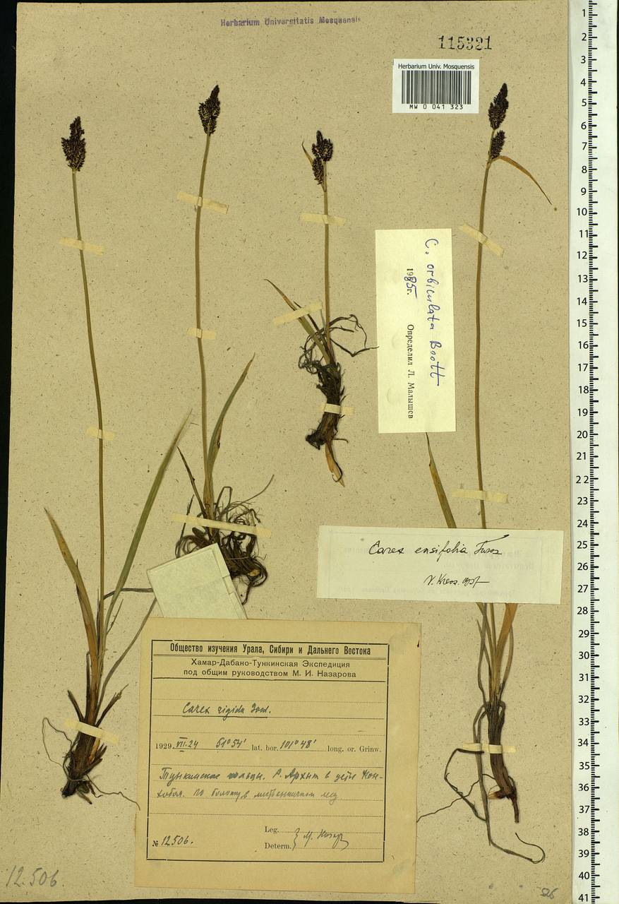 Carex orbicularis Boott, Siberia, Baikal & Transbaikal region (S4) (Russia)