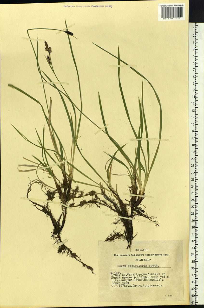 Carex orbicularis Boott, Siberia, Altai & Sayany Mountains (S2) (Russia)