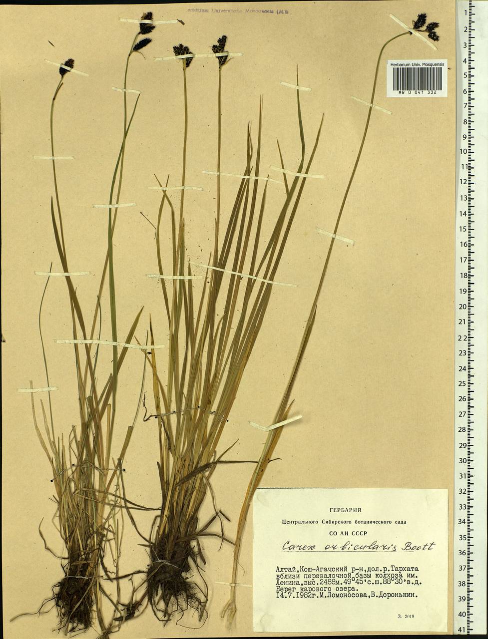 Carex orbicularis Boott, Siberia, Altai & Sayany Mountains (S2) (Russia)
