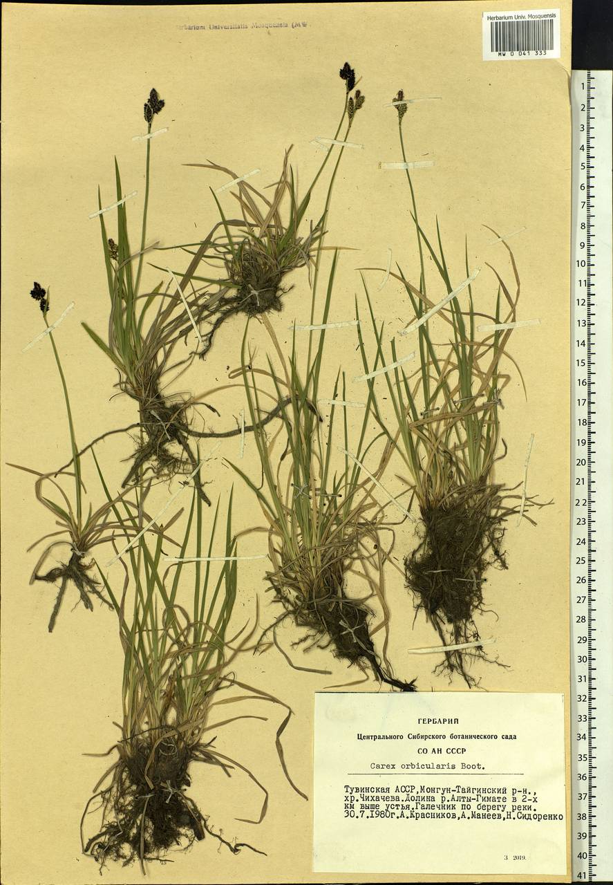Carex orbicularis Boott, Siberia, Altai & Sayany Mountains (S2) (Russia)