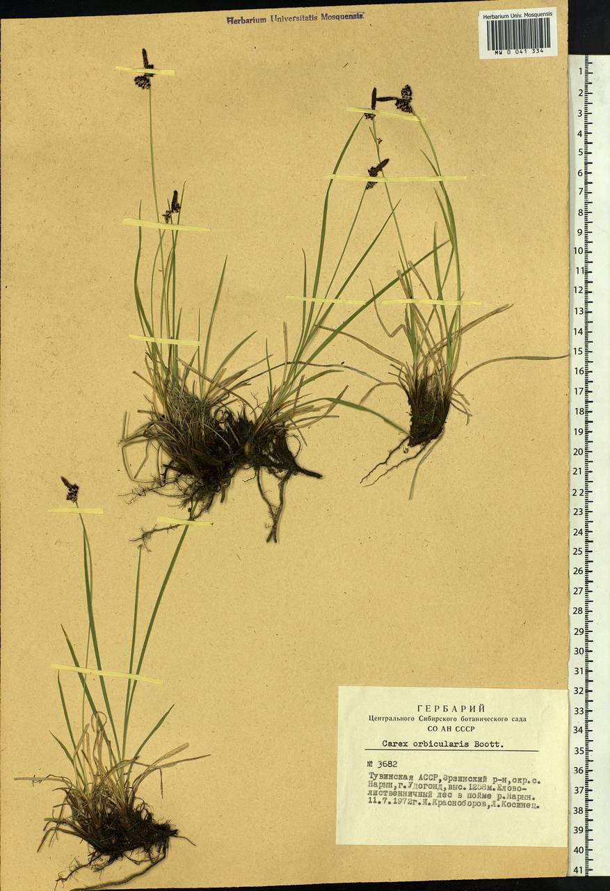 Carex orbicularis Boott, Siberia, Altai & Sayany Mountains (S2) (Russia)