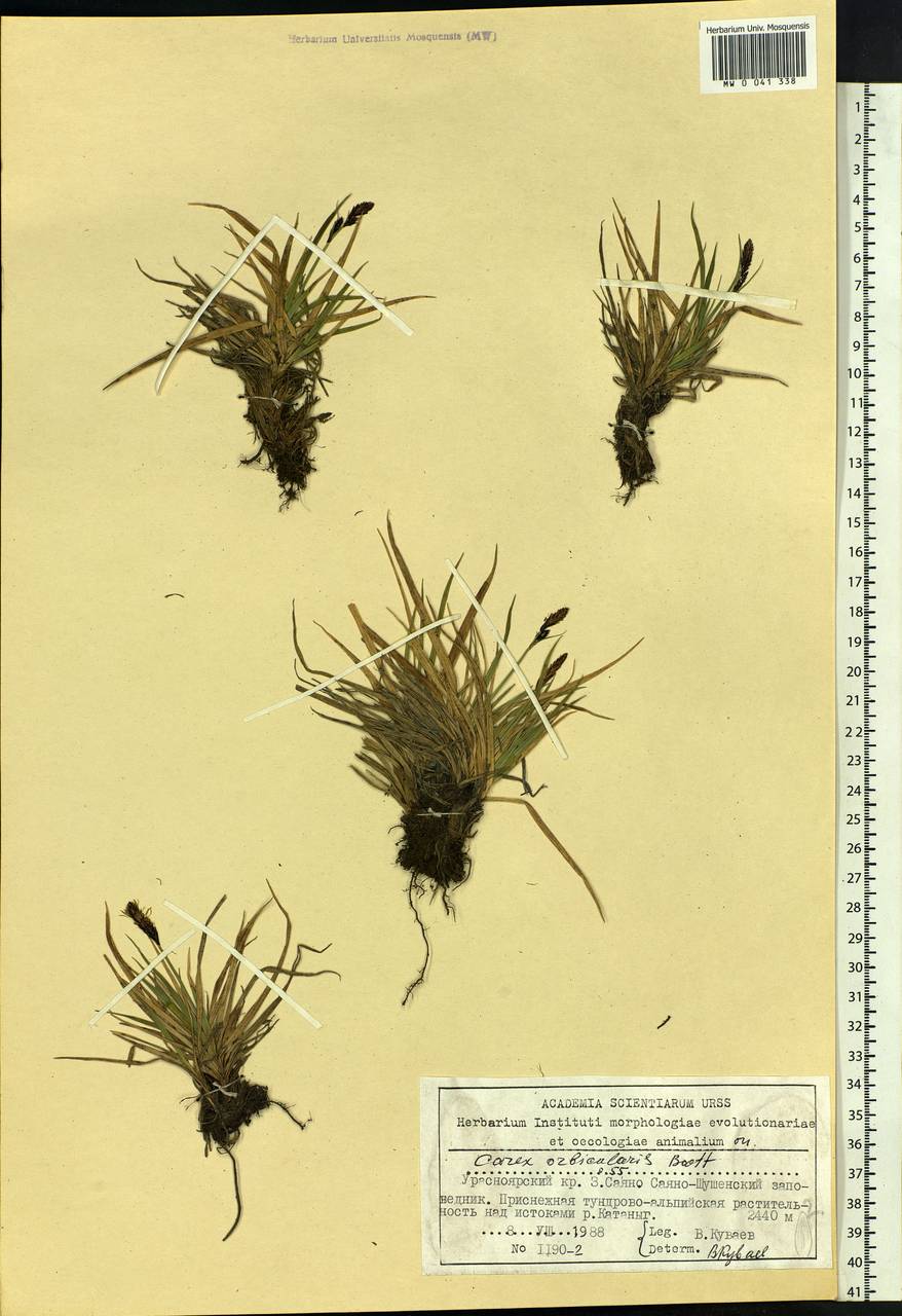Carex orbicularis Boott, Siberia, Altai & Sayany Mountains (S2) (Russia)