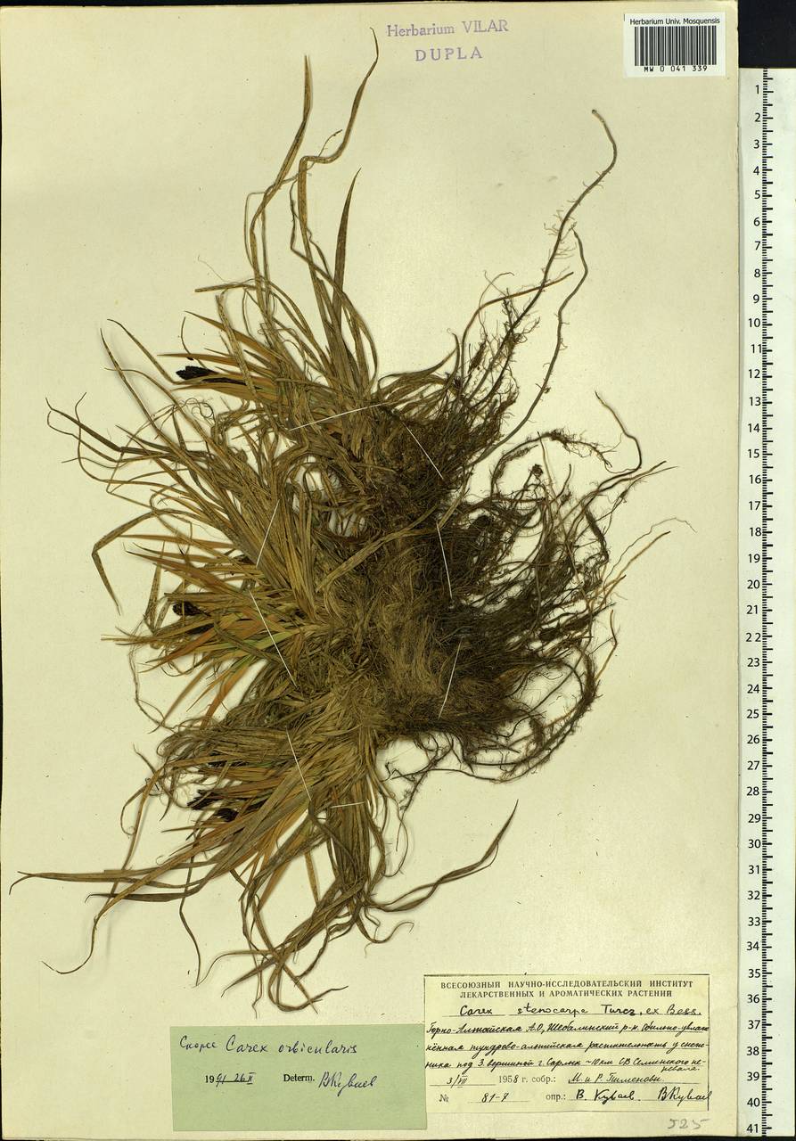 Carex orbicularis Boott, Siberia, Altai & Sayany Mountains (S2) (Russia)
