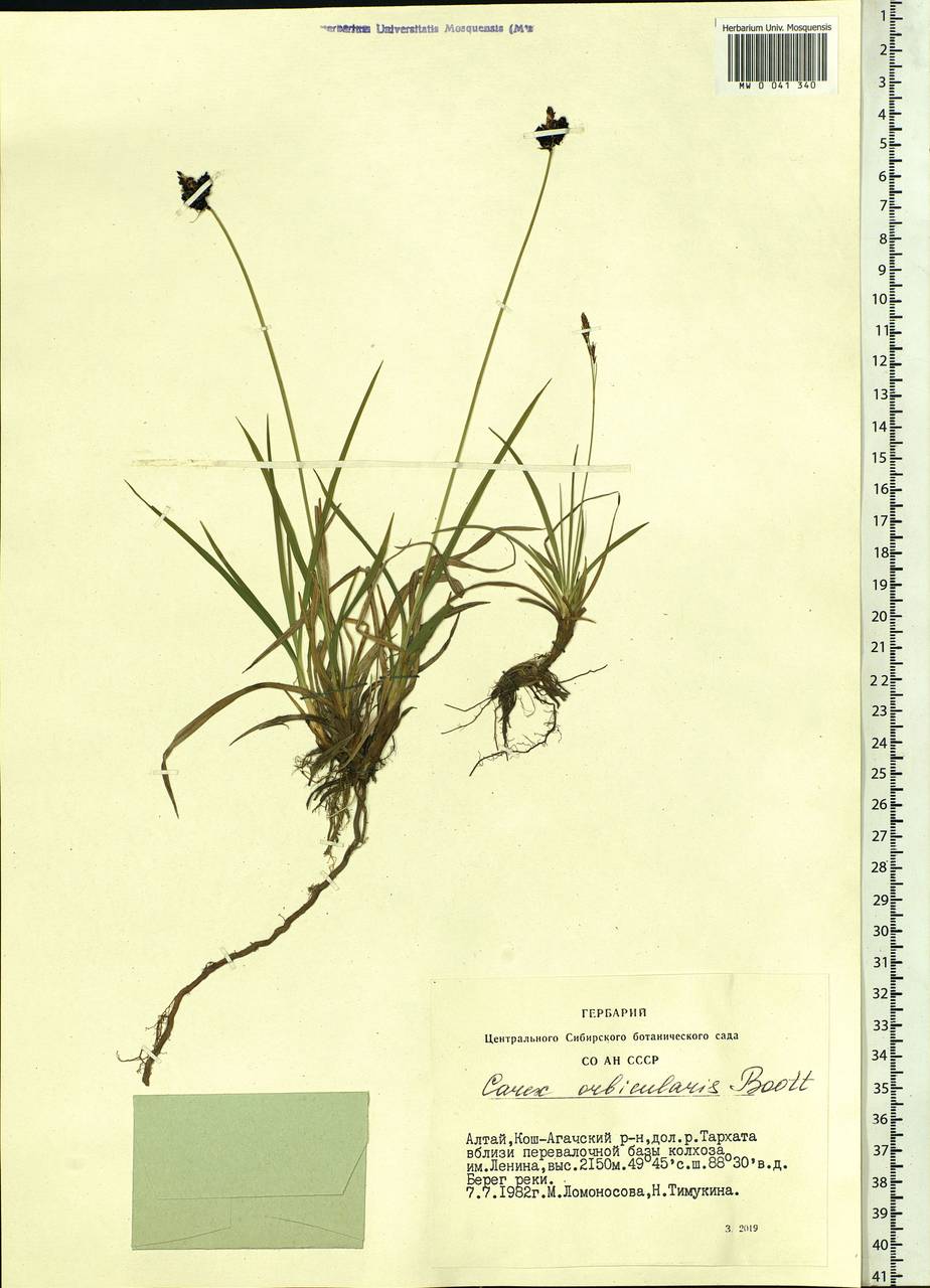 Carex orbicularis Boott, Siberia, Altai & Sayany Mountains (S2) (Russia)