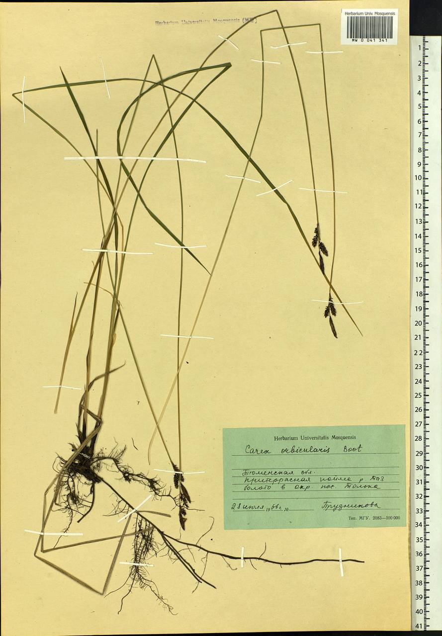 Carex orbicularis Boott, Siberia, Western Siberia (S1) (Russia)