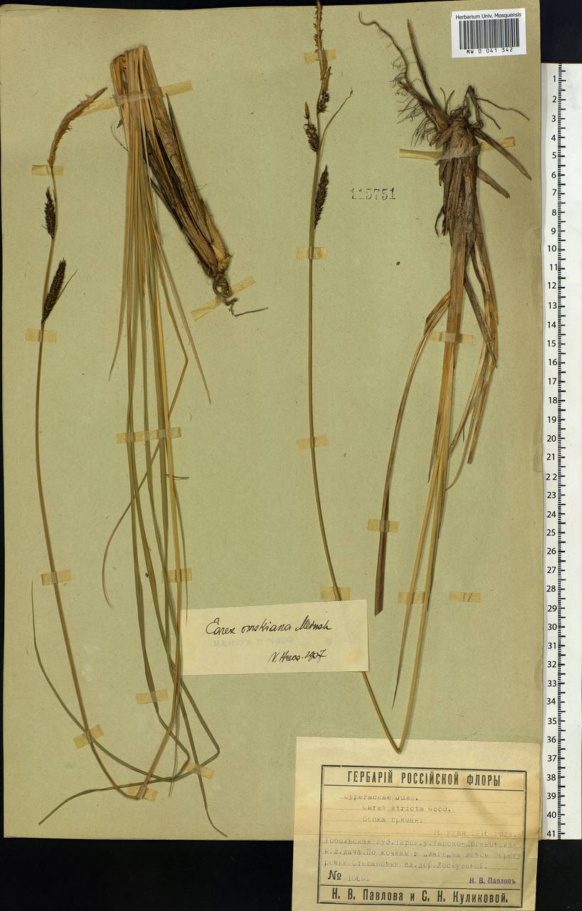 Carex elata subsp. omskiana (Meinsh.) Jalas, Siberia, Western Siberia (S1) (Russia)