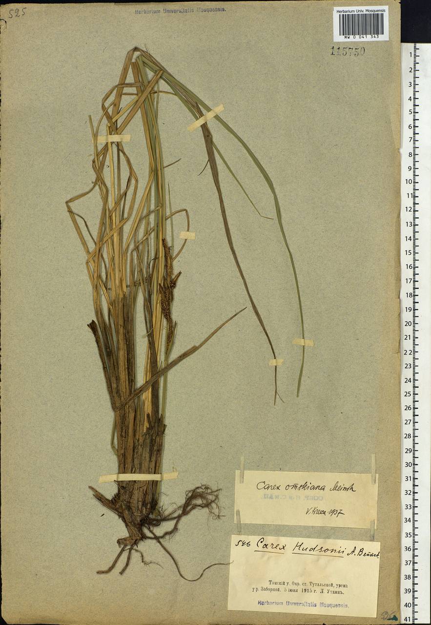 Carex elata subsp. omskiana (Meinsh.) Jalas, Siberia, Altai & Sayany Mountains (S2) (Russia)