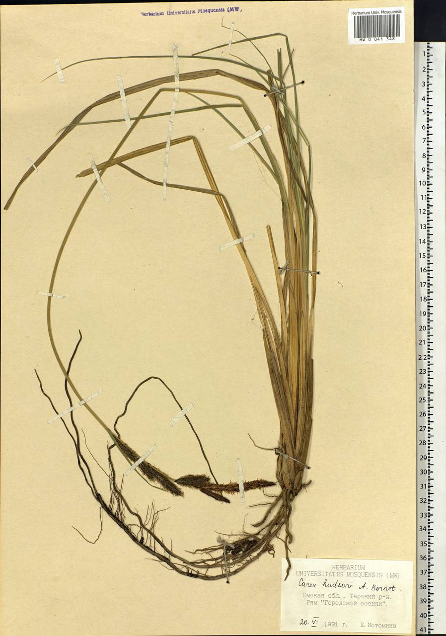 Carex elata subsp. omskiana (Meinsh.) Jalas, Siberia, Western Siberia (S1) (Russia)