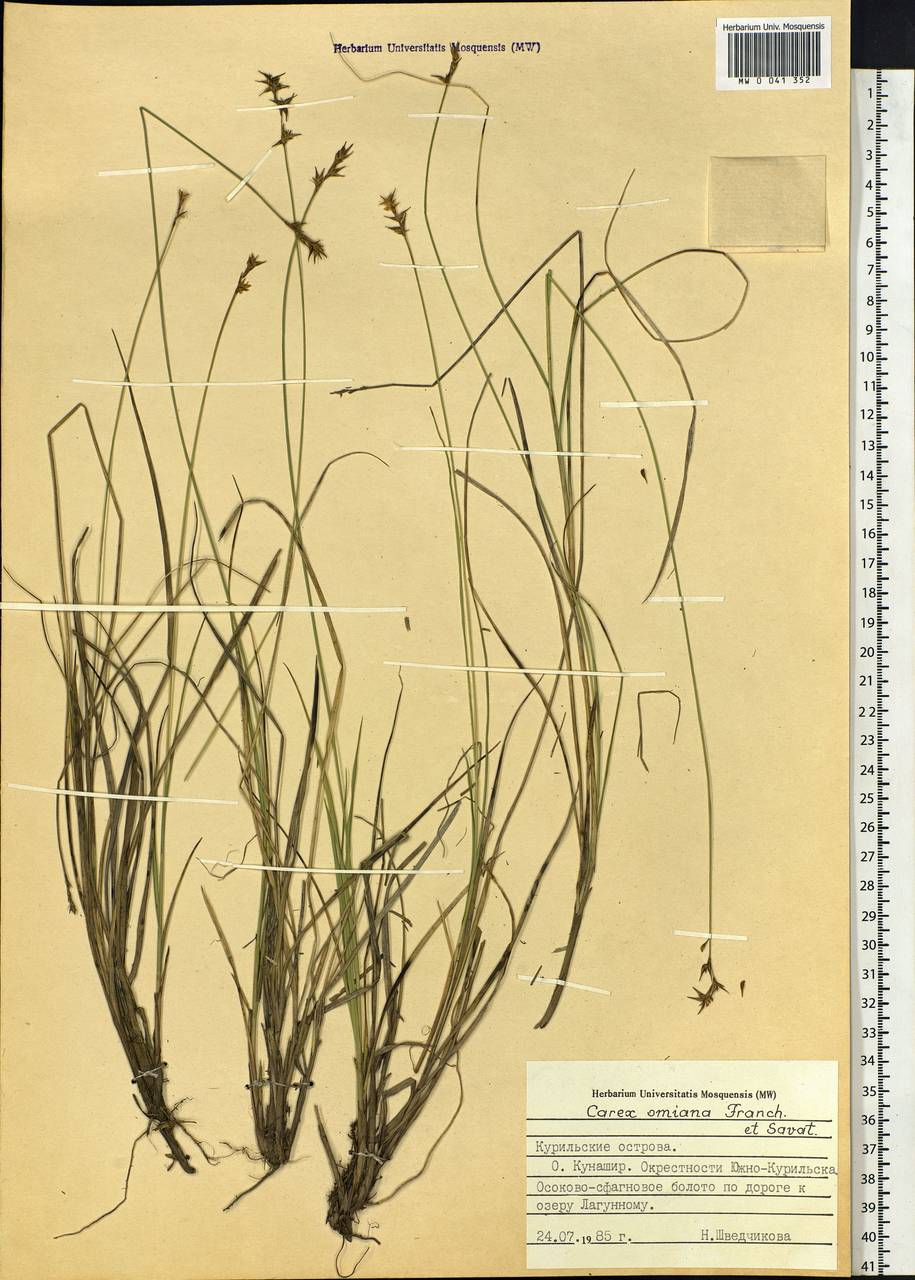 Carex omiana Franch. & Sav., Siberia, Russian Far East (S6) (Russia)