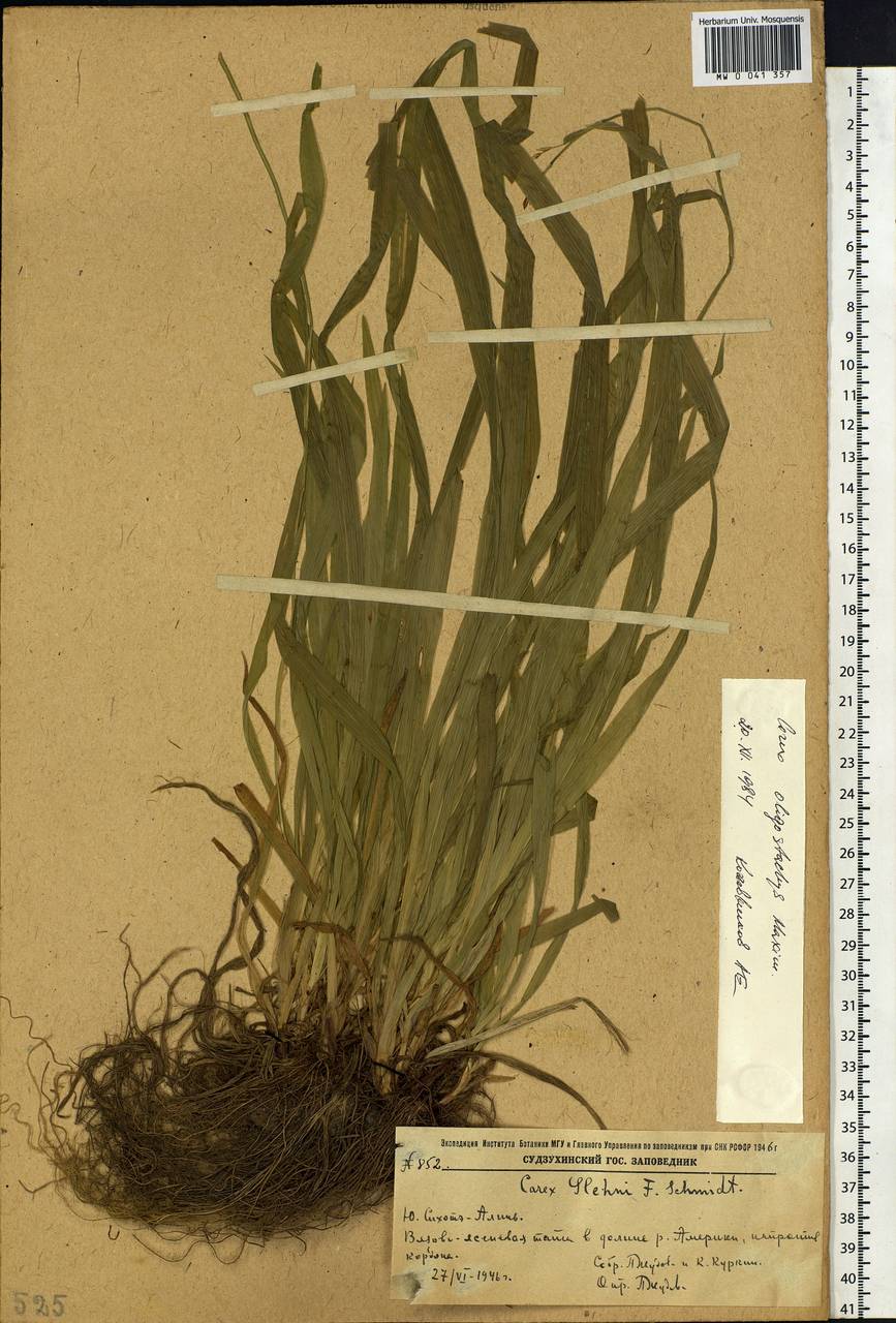 Carex filipes var. oligostachys Kük., Siberia, Russian Far East (S6) (Russia)