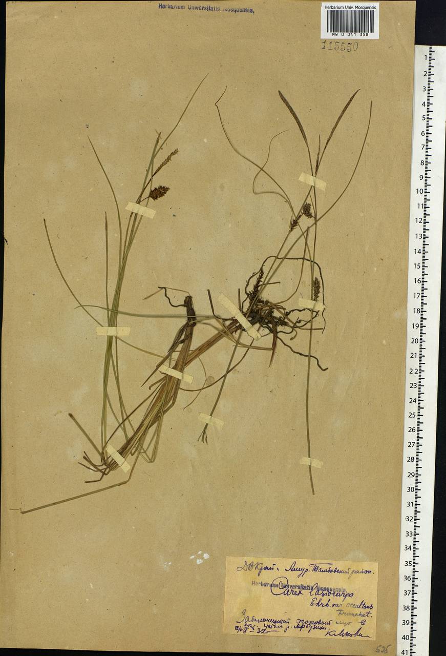 Carex lasiocarpa var. occultans (Franch.) Kük., Siberia, Russian Far East (S6) (Russia)