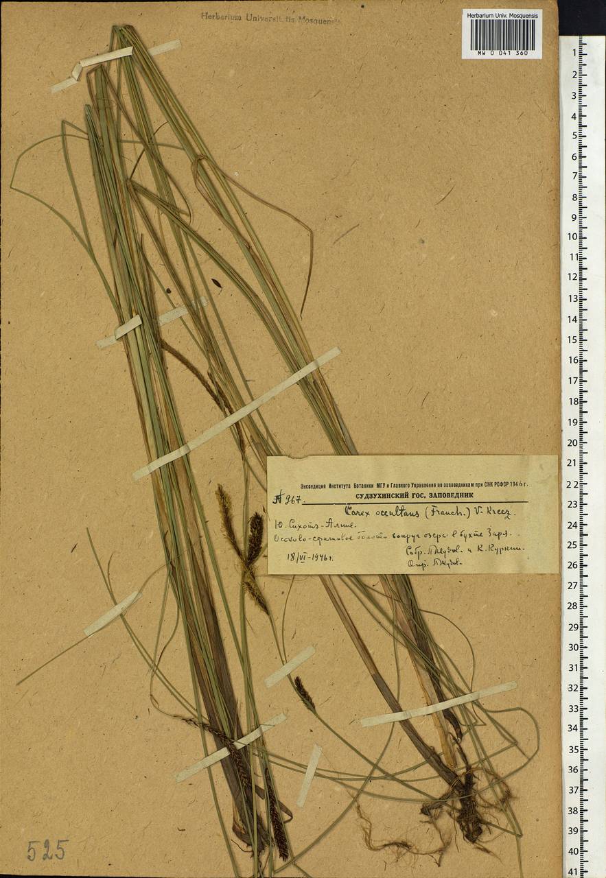 Carex lasiocarpa var. occultans (Franch.) Kük., Siberia, Russian Far East (S6) (Russia)