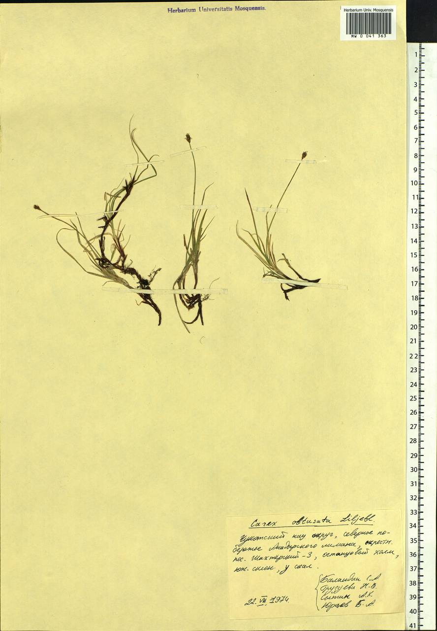 Carex obtusata Lilj., Siberia, Chukotka & Kamchatka (S7) (Russia)